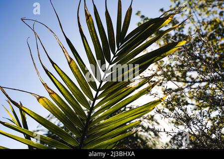 Primo piano di Majesty Palm frontd (Ravenea rivularis) all'aperto in un cortile soleggiato con il sole fioca sparato a profondità di campo poco profonda Foto Stock