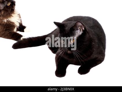 Ritratto di un bel gatto nero scozzese-britannico adagiato su uno sfondo bianco, immagine isolata, bellissimi gatti domestici, gatti in casa, animali domestici Foto Stock