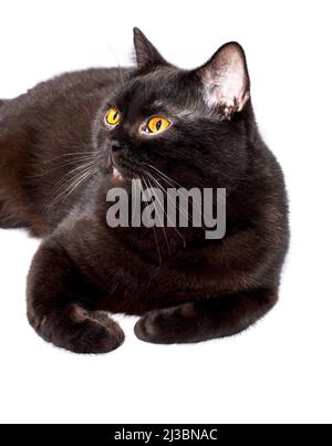 Gatto nero scozzese giacente su sfondo bianco, immagine isolata, bellissimi gatti domestici, gatti in casa, animali domestici Foto Stock
