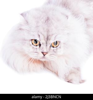 Ritratto Fluffy scottish Highland gatto argentato chinchilla giacente su uno sfondo bianco, immagine isolata, bellissimi gatti domestici, gatti in casa, animali domestici, Foto Stock