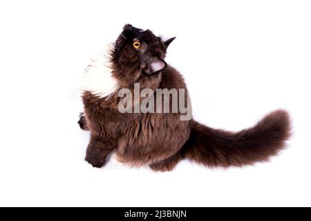 Gatto scozzese marrone a capelli lunghi su sfondo bianco, immagine isolata, bellissimi gatti domestici, gatti in casa, animali domestici, Foto Stock