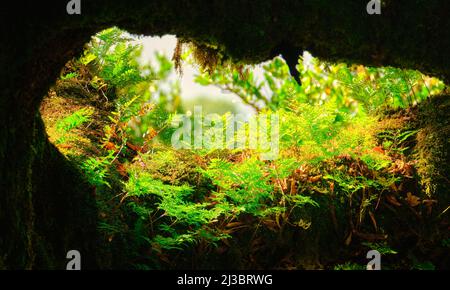 Antica foresta di alloro a Madeira. Spesso i vecchi alberi, pieni di carattere, sono nella nebbia e evocano un'atmosfera mistica. fern e muschio Foto Stock