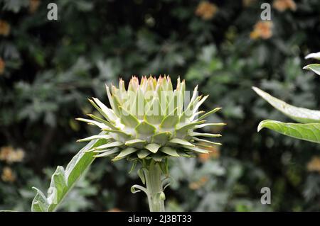 Single Cardoon Arcichoke Thistle (Cynara cardunculus) testa di seme coltivata a Holker Hall & Gardens, Lake District, Cumbria, Inghilterra, Regno Unito. Foto Stock
