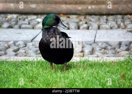 Single East Indie 'Black East Indian' (Anas platyrhynchos) Ornamental Duck vicino alla Fontana presso Holker Hall & Gardens, Lake District, Cumbria, Inghilterra Foto Stock