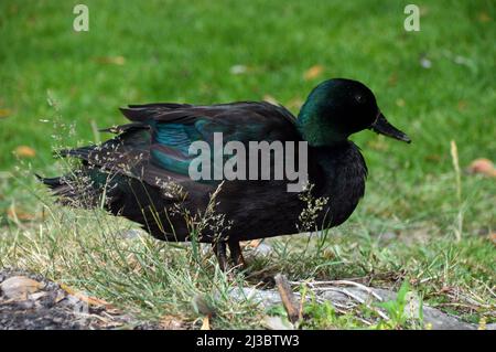 Single East Indie 'Black East Indian' (Anas platyrhynchos) Ornamental Duck vicino alla Fontana presso Holker Hall & Gardens, Lake District, Cumbria, Inghilterra Foto Stock