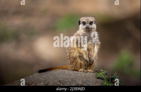 Un primo piano di un meerkat seduto su una pietra con sfondo sfocato Foto Stock