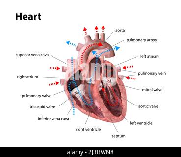anatomia del cuore umano. Diagramma educativo che mostra il flusso sanguigno con le parti principali etichettate 3D rendering Foto Stock