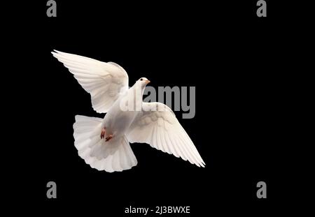 Colomba bianca a volare su un sfondo nero Foto Stock