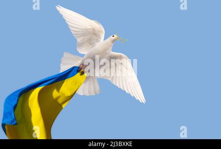 Colomba bianca con un ramo nel suo becco vola con la bandiera dell'Ucraina Foto Stock