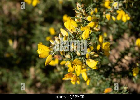 gorse comune giallo brillante spiky un membro della famiglia piselli Foto Stock