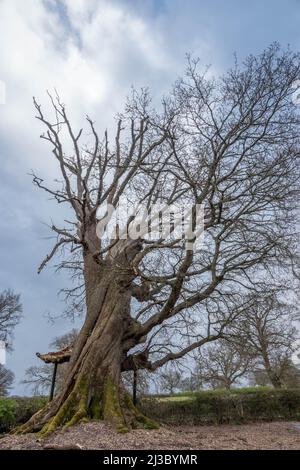 Titolo il cento albero di quercia della Guinea e l'antico albero di quercia pensato per essere più di 650 anni Foto Stock