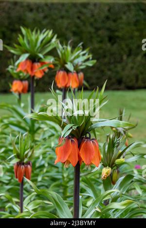 Fiori d'arancio della Fritillaria Imperiale, conosciuta anche come Fritillario Imperiale e corona imperiale, coltivata per i suoi grandi e spettacolari grappoli di campane Foto Stock