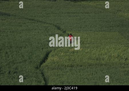 Bhaktapur, Nepal. 06th Apr 2022. Il 6 aprile 2022 a Bhaktapur, Nepal. Le donne camminano tra il campo verde durante una giornata normale. (Foto di Abhishek Maharjan/Sipa USA) Credit: Sipa USA/Alamy Live News Foto Stock