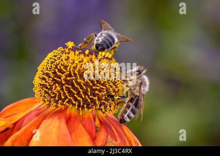 Ape - Apis mellifera - Pollina un fiore del comune Sneezeweed o Large-flowered Sneezeweed - Helenium Autumnale Foto Stock