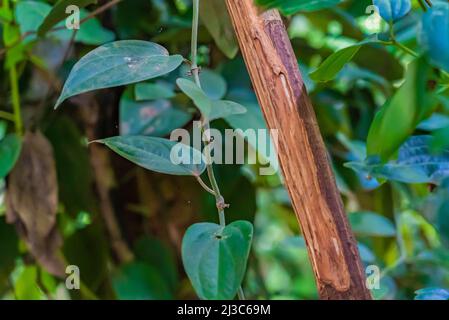 Tronco di cannella con corteccia tagliata nella foresta tropicale, Zanzibar, Tanzania Foto Stock