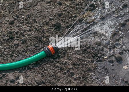 Tubo per innaffiare piante in giardino. Un potente getto, un flusso d'acqua pulita, gocce destinate alle piante, sul prato. Estate cura del giardino. Primo piano di un Foto Stock