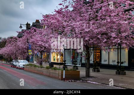 Centro storico di primavera (splendidi e colorati ciliegi in fiore, ristorante-cafe shopfront, sera) - The Grove, Ilkley, Yorkshire, Inghilterra, Regno Unito. Foto Stock