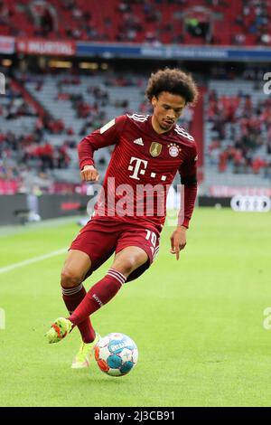 Leroy Sane FC Bayern Muenchen FC Bayern Muenchen 1 FC Kšln 3,2 22.8.2021 1 Fussball Bundesliga Saison 2020 / 2021 © diebilderwelt / Alamy Stock Foto Stock