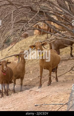 Vista di una capre di montagna e gruppo di pecore di montagna pascolo nel campo con una campana intorno al loro collo, sulla Spagna... Foto Stock