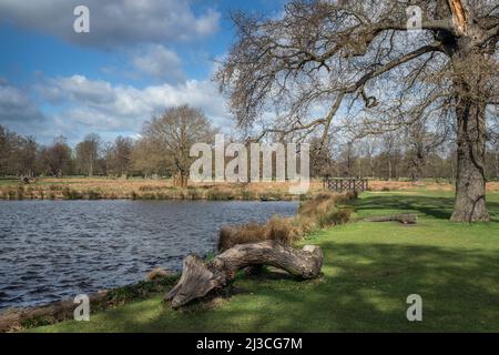 Pericolo Grande albero caduto ramo Foto Stock