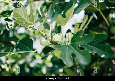 fichi verdi non maturi frutti sul ramo di un fico o o sicomina con foglie di piante coltivate su giardino selvatico fattoria homesteading in sole giorno d'estate Foto Stock