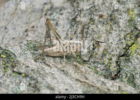 Primo piano su un cespuglio-cricket bruno-spotted , Platycleis tessellata seduta su un pezzo di legno Foto Stock