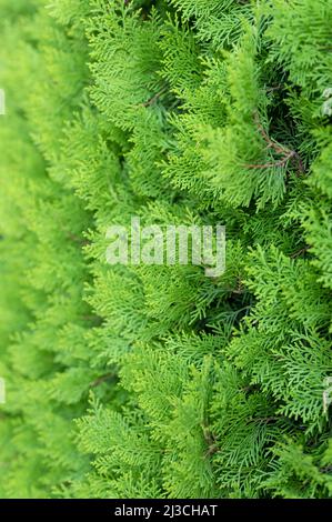 tuya est è verde conifere albero. giovani cipressi rami e foglie di thuja varietà aurea nana orientalis pianta decorativa su giardino naturale Foto Stock