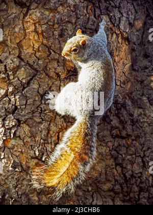 Uno scoiattolo grigio, Sciurus Carolinensis, che tiene su un tronco d'albero, alla luce del sole in un parco nel sud dell'Inghilterra Foto Stock