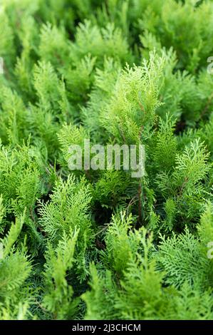 tuya est è verde conifere albero. giovani cipressi rami e foglie di thuja varietà aurea nana orientalis pianta decorativa su giardino naturale Foto Stock