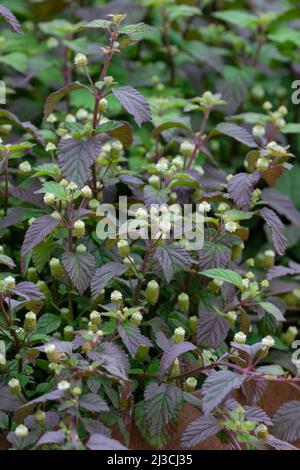 Erbe dolci Aztec. Lippia dulcis, erba a rapida crescita con fogliame aromatico e fiori bianchi Foto Stock