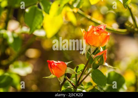 Fiore singolo arancione e boccioli chiusi di rosa. Foto Stock