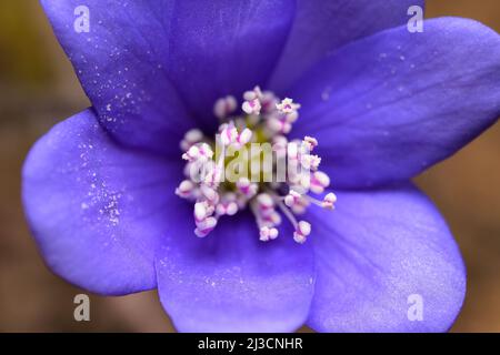 Primo piano di un fiore di kidneywort (Hepatica nobilis) in una foresta decidua in una giornata di sole in primavera, Vienna (Austria) Foto Stock