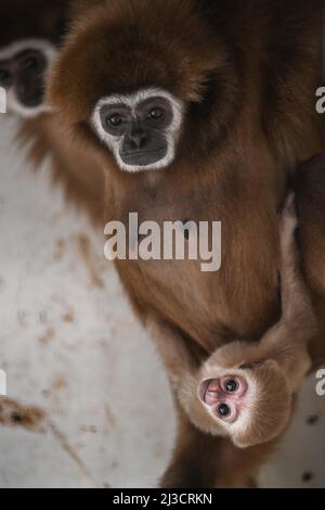 Skopje, Macedonia settentrionale. 7th Apr 2022. Un cucciolo bianco di gibbone è visto con la madre allo Zoo di Skopje a Skopje, Macedonia del Nord, 7 aprile 2022. Lo Zoo di Skopje sta vivendo un 'baby boom' in questi giorni, con la nascita di più di 30 prole di specie diverse. Credit: Tomislav Georgiev/Xinhua/Alamy Live News Foto Stock