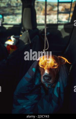 Cane domestico marrone avvolto in coperta seduto sul sedile posteriore dell'automobile parcheggiata sul campeggio e svegliarsi dalla luce del sole brillante all'alba durante il viaggio su strada Foto Stock