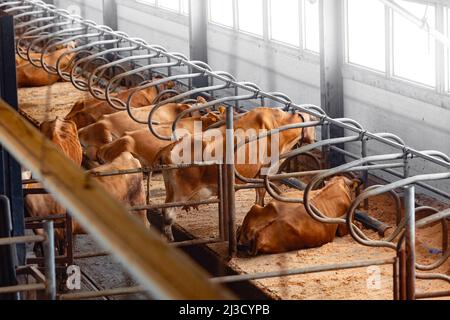 La maglia delle mucche sta riposando nella fattoria moderna. Concetto di bestiame di industria. Foto Stock