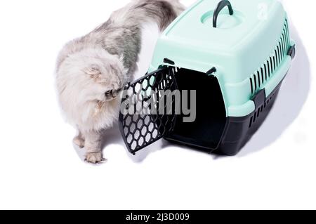 Immagine isolata Scottish-fold di un gatto di cinchilla d'argento vicino ad un portatore del gatto, gattini purredi bei, gattini nella casa, animali domestici, un viaggio al veterinario, Foto Stock