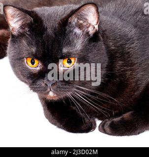 Primo piano ritratto di un bel gatto nero scozzese diritto giacente su sfondo bianco, immagine isolata, bellissimi gatti domestici, gatti in casa, Foto Stock