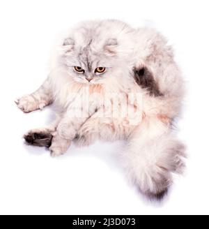 bella fluffy scozzese gatto chinchilla d'argento seduta, immagine isolata, bella gatti domestici, gatti in casa, animali domestici, Foto Stock