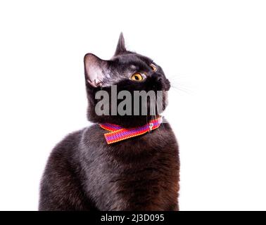 Ritratto di un bel gatto scozzese di cioccolato in un colletto adagiato su sfondo bianco, immagine isolata, bellissimi gatti domestici, gatti in casa, pe Foto Stock