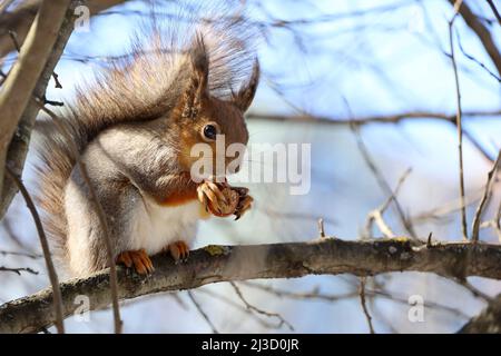 Scoiattolo rosso seduto su un ramo d'albero nella foresta e nocciola nibbling su sfondo cielo blu Foto Stock