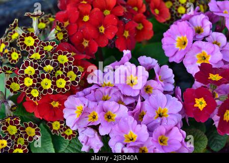 Display colorato di polianthus e auricula fiorisce in pentola Foto Stock