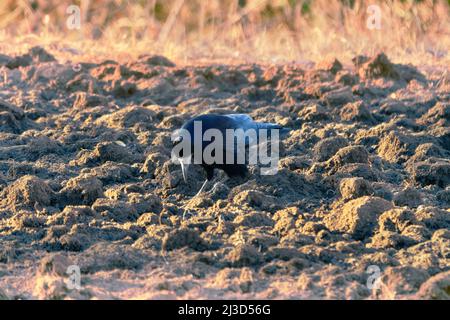 Rooks mangiano i lombrichi sul prato. L'uccello guida con forza il becco nel terreno. Come fa un rook notare un worm burrow in campo arato Foto Stock