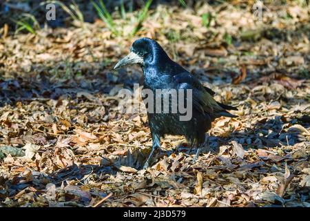 Rook (Corvus frugilegus ) alimentazione su prato. Gli uccelli invernali nei sobborghi e si sono adattati a vivere a spese dell'uomo. Potete vedere come l'uccello ha trovato e swallowe Foto Stock