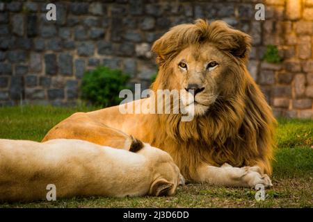 Coppia di leoni che riposano nello zoo con rocce sullo sfondo Foto Stock