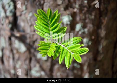 Piccole piante in un ceppo di legno. Stagione primaverile Foto Stock