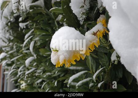 L'inverno è tornato. Fioritura Forsythia nella neve. Foto Stock
