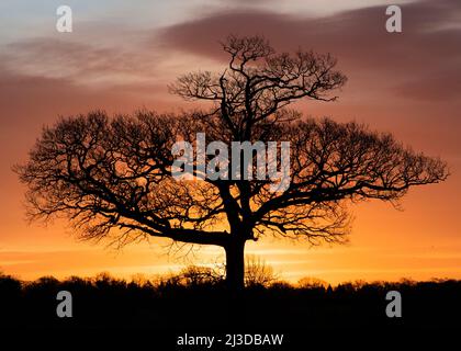 Whittlebury Hall Sunrise Oak Tree silhouette Foto Stock