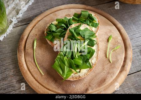 Due fette di pane di pasta madre con burro e aglio o ramson selvatico Foto Stock