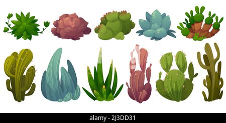 Set di cactus, fiori di cactus del deserto opuntia, monilaria, cotiledone, echeveria colorata, echeveria agave, saguaro Cartoon succulenti con prickly verde o Illustrazione Vettoriale