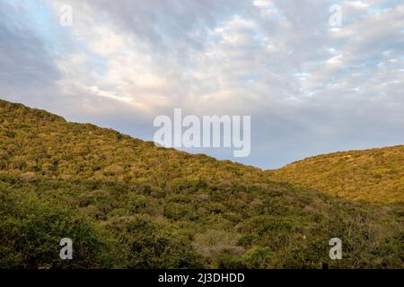 Paesaggio del Parco Nazionale degli Elefanti di Addo, Sudafrica Foto Stock